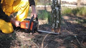 Marion, VA Tree Care Company