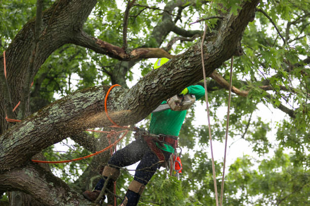 How Our Tree Care Process Works  in  Marion, VA